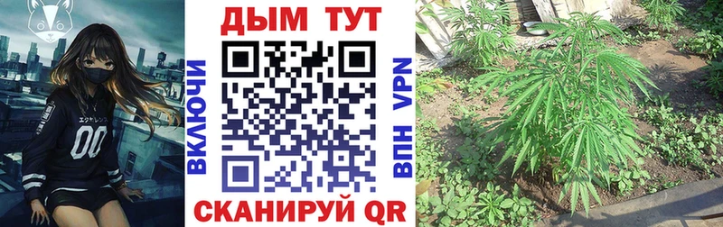 продажа наркотиков Камызяк Каннабис индика